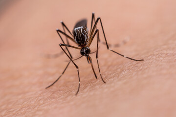 Mosquitoes are natural blood-sucking insects that inflict pain on human health, and biologically they carry malaria, dengue and Zika fever.
