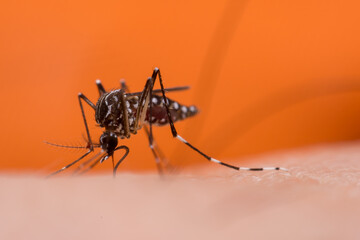 Mosquitoes are natural blood-sucking insects that inflict pain on human health, and biologically they carry malaria, dengue and Zika fever.