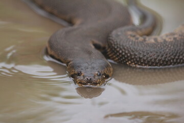 Elephant trunk snake or the Javan file snake, is non-venomous aquatic snakes.