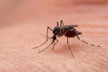 Mosquitoes are natural blood-sucking insects that inflict pain on human health, and biologically they carry malaria, dengue and Zika fever.