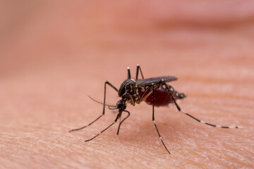 Mosquitoes are natural blood-sucking insects that inflict pain on human health, and biologically they carry malaria, dengue and Zika fever.