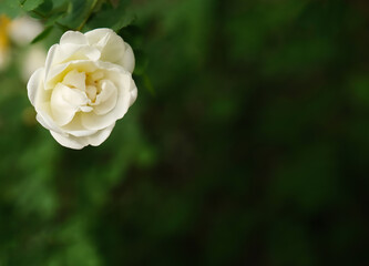 rosehip white flower