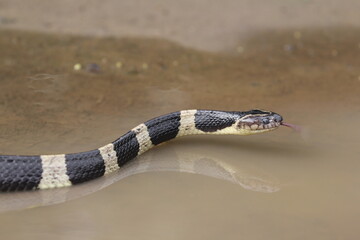 The banded krait is a species of highly venomous snakes found on the Indian Subcontinent and in Southeast Asia.