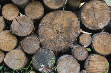 Warehouse of logs for woodworking