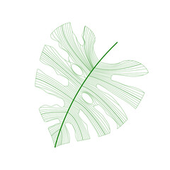 Obraz premium Leaf Vector. Tropical leaves . green logo with lines