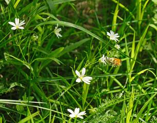 colored butterfly on white flower