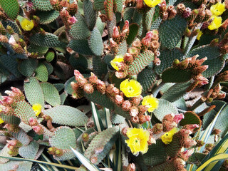 group of cactus - botanical. plants