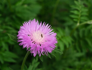 pink flower with green leaves