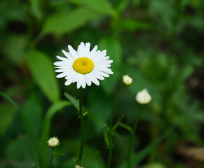 chamomile white flower