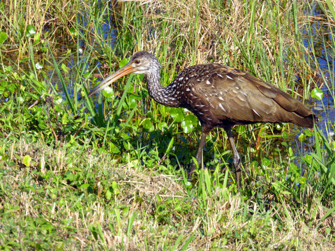 Limpkin In Viera Wetlands, Florida