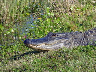 Obraz premium Alligator in Viera Wetlands, Florida