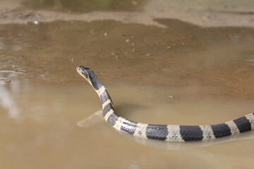 The banded krait is a species of highly venomous snakes found on the Indian Subcontinent and in Southeast Asia.