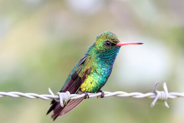 Glittering-bellied Emerald (Chlorostilbon lucidus) isolated perched on a barbed wire over a blurred background. - Powered by Adobe