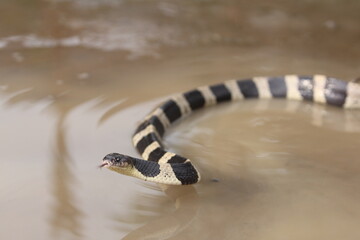 The banded krait is a species of highly venomous snakes found on the Indian Subcontinent and in...