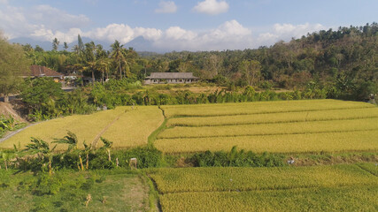 Fototapeta na wymiar aerial view rice fields, terrace and agricultural land with crops at sunset. aerial view farmland with rice terrace agricultural crops in countryside Indonesia,Bali
