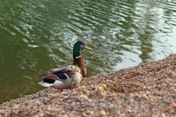 Wild ducks on the shore of the pebbles of the lake in the water