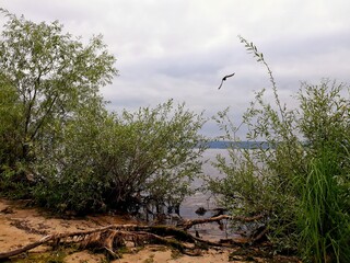 Bird in the sky with clouds above the lake