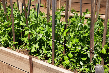 A bed of young green peas. Organic farming. 