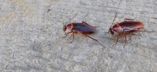 cockroaches
