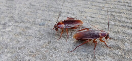 Cockroaches