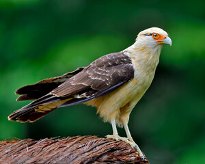 adult Yellow-headed Caracara - Costa Rica 