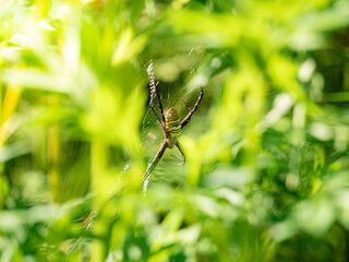 the spider climb on it's web in garden
