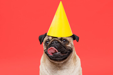 Portrait of cute puppy of the pug breed with party hat on head. Little smiling cheerful dog on red...