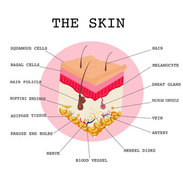 Human skin.Layered epidermis with hair follicle, squamous ,basal cells,adipose tissue,Krause end bulbs,nerve,blood vessel,Merkel disks,artery,vein,sweat gland,pacinian corpuscle, melanocytes ,Ruffini.