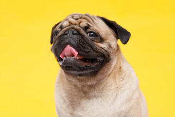 Portrait of adorable, happy dog of the pug breed. Cute smiling dog licking lips on yellow background. Free space for text.