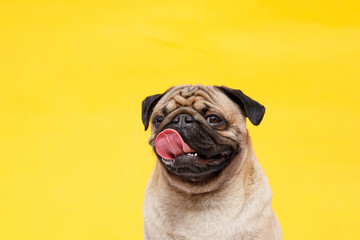 Portrait of adorable, happy dog of the pug breed. Cute smiling dog licking lips on yellow background. Free space for text. - obrazy, fototapety, plakaty