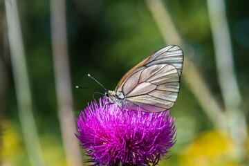 Pieridae / Alıç Kelebeği / Black-veined White / Aporia crataegi