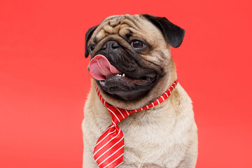 Portrait of happy dog of the pug breed office worker in a tie. Red background. Free space for text.