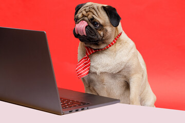 Portrait of happy dog of the pug breed office worker in a tie. Dog looking at laptop. Red background. Free space for text.