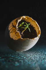 parsley plant in eggshell, home gardening and connecting with nature concept