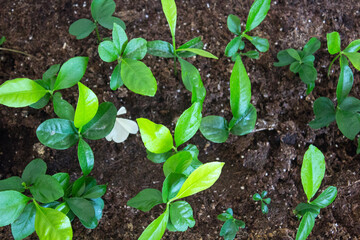 Lemon sprouts growing in a pot. Home gardening concept. Green leaves close up photo. Young citrus plants macro. 