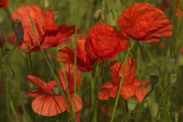 Field poppy. Papaver rhoeas Red poppy