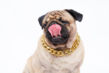 Portrait of adorable, happy dog of the pug breed. Cute smiling dog on white background. Free space for text.