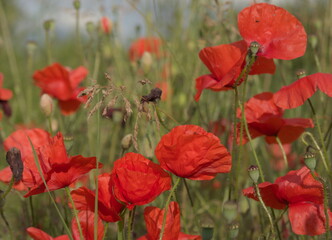 Fototapeta na wymiar Field poppy. Papaver rhoeas Red poppy
