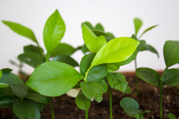 Fototapeta na wymiar Lemon sprouts growing in a pot. Home gardening concept. Green leaves close up photo. Young citrus plants macro. 