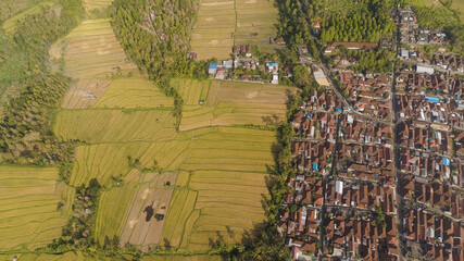 town among rice fields and terraces in Asia. aerial view farmland with rice terrace agricultural crops in countryside Indonesia, Bali.