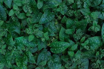 Pulmonaria. Uma planta com folhas variegadas. Vista das folhas verdes suculentas, vista superior....