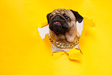 Portraite of cute dog of the pug breed climbs out of hole in colored background. Little funny puppy...