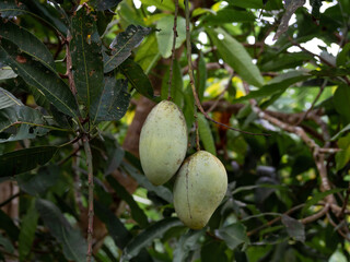 mango on the tree