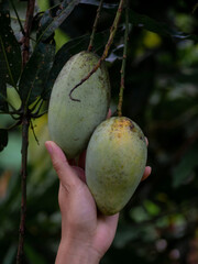Gardener collect mango on a tree. Mangoes are delicious fruit in Thailand