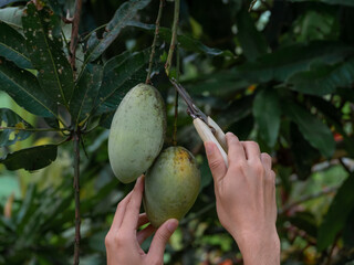 Gardener using pliers or scissors to collect mango on a tree. 