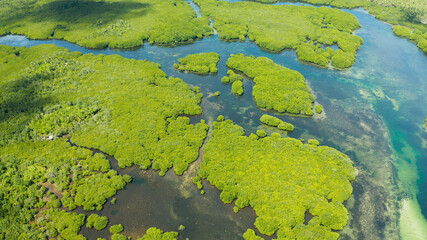 Aerial view of rivers in tropical mangrove forests. Mangrove landscape, Siargao,Philippines.