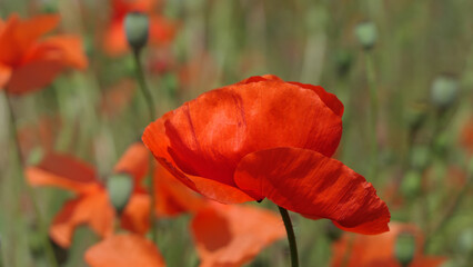 close-up of a dynamic red poppy flower in front of a blurred poppy field