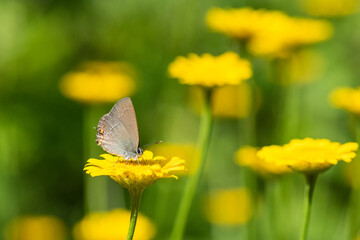  Minik Sevbeni » Satyrium acaciae »