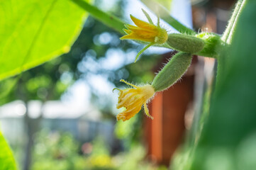 Small cucumbers with yellow flowers in the garden, on the background of the house.