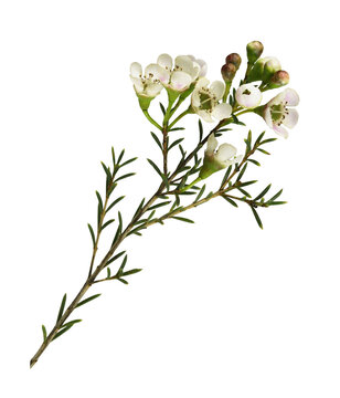 Twig of white chamelaucium flowers isolated